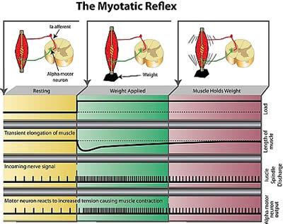 Positive Health Online | Article - Reflex Reactions - Our Body's Rapid Defence Mechanism