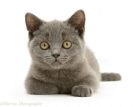 British Shorthair blue kitten photo WP14577