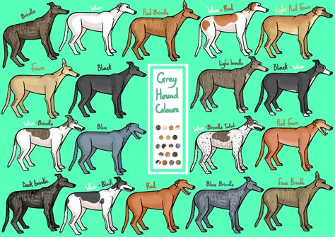 ArtStation - Greyhound Colour Chart