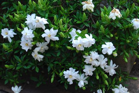 Gardenia radicans | Grower Direct | Te Puna | Bay of Plenty NZ