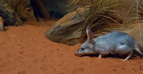 Conservation ecology of the Greater Bilby | Taronga Conservation ...