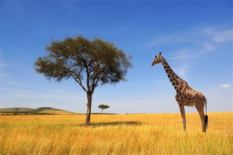 Giraffes Are Threatened with Extinction | Live Science