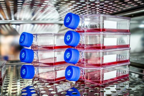 How to Detect, Avoid and Deal With Contaminated Cell Cultures - Tempo Bioscience