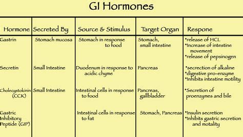 Human Hormones Chart Human Hormones And ... | Endocrine | Endocrine system, Body picture, Human body