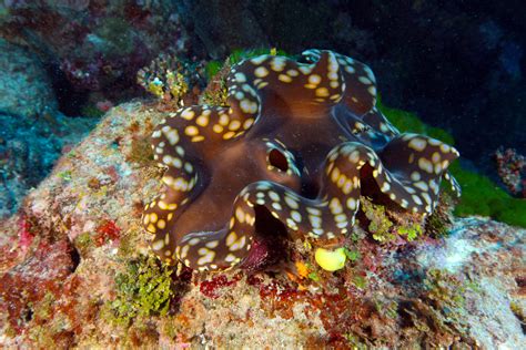 Sea Wonder: Giant Clam | National Marine Sanctuary Foundation