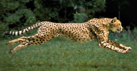 Cheetah Speed Record | The Fastest Land Animal