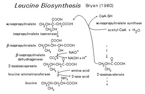 Leucine biosynthesis - Branched chain amino acid and lysine biosynthesis - HORT640 - Metabolic ...