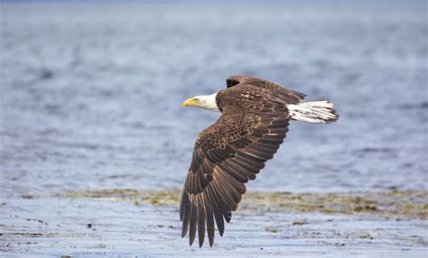 Premium Photo | Flying water eagle