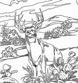 Forest Coloring Picture Pages sketch template