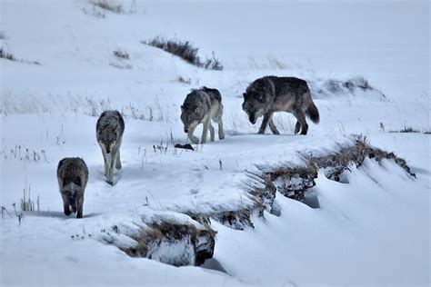 Where to See Wolves in Yellowstone National Park