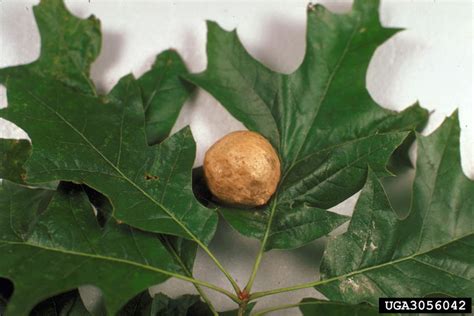 large oak-apple gall (Amphibolips confluenta)