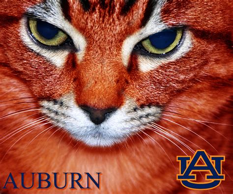 🔥 [100+] Free Auburn Tigers Desktop Wallpapers | WallpaperSafari