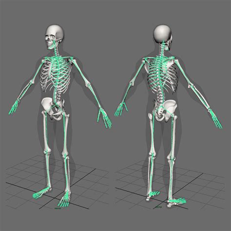 Human Skeleton Rigged 3D Model $249 - .blend .c4d .max .fbx .obj .xsi .ma - Free3D