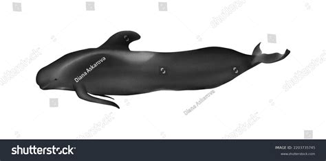 Long Finned Pilot Whale: Over 14 Royalty-Free Licensable Stock Illustrations & Drawings ...