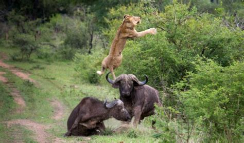 Lion vs Buffalo | Animals