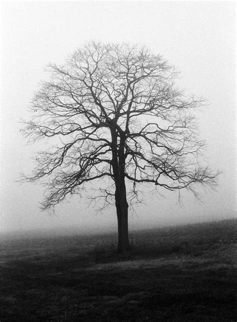 Black and White Tree in Winter Silhouette Scenery Photography, Dark ...