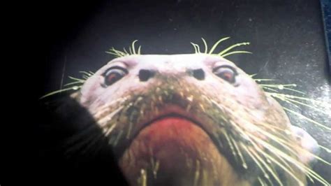 Scary otter - YouTube