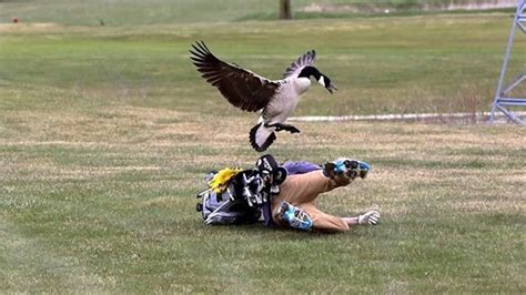 VERIFY: Are Canada Geese considered protected species in Ohio? | wkyc.com