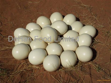 Ostrich chicks,Ostrich hatching eggs products,South Africa Ostrich chicks,Ostrich hatching eggs ...