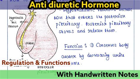 Antidiuretic hormone | Vasopressin | Regulation | Function - YouTube