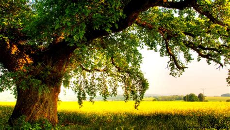 Summer Trees Wallpaper | Wallpapers Gallery