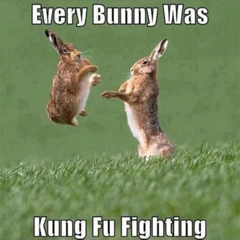 Every bunny was kung fu fighting | stuff | Humour, Animaux drôles et Drôle