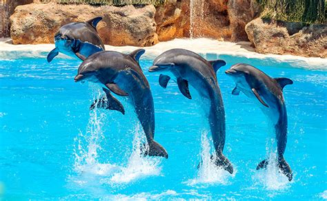 水族館のイルカショーを国際社会はどう見ているか - 諸坂佐利｜論座 - 朝日新聞社の言論サイト