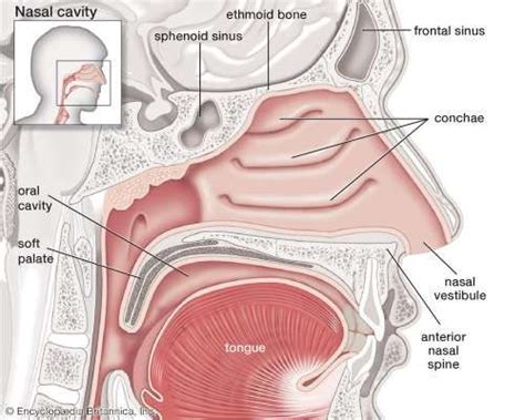 Nose | Description, Functions, & Facts | Nasal cavity, Soft palate ...