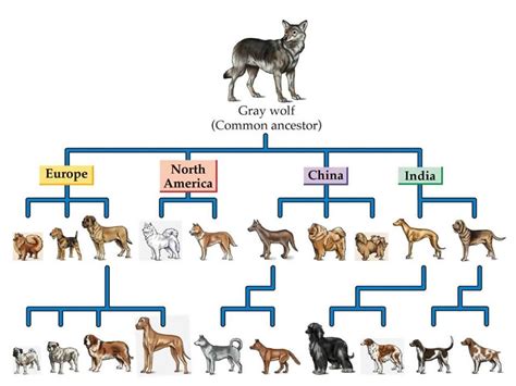 Evolution Of Dogs - Sled Dog Society of Wales