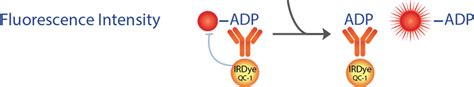 ATPase Assay Kits | Ultra-Sensitive ADP Assays | BellBrook Labs