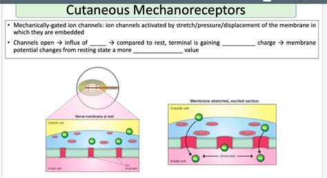 Solved - Mechanically-gated ion channels: ion channels | Chegg.com