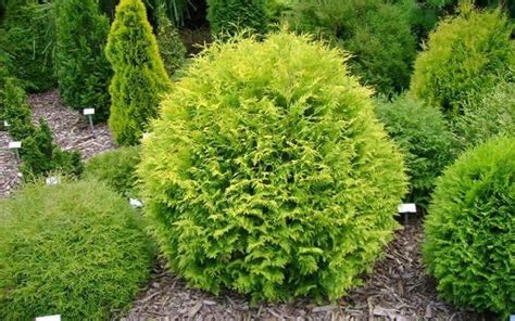 Buy Golden Globe Arborvitae - Thuja - 1 Gallon - Shrubs - Deer Resistant