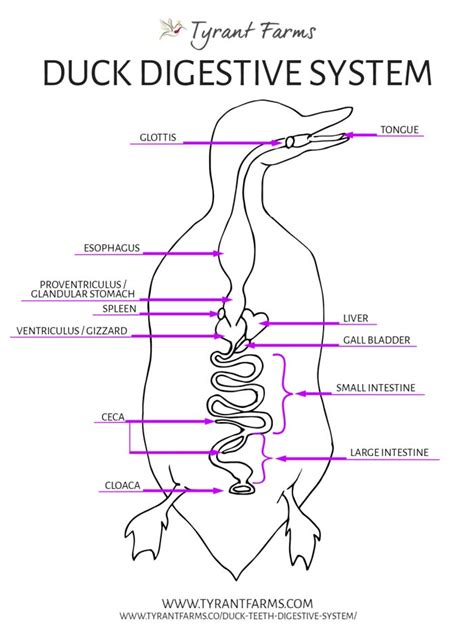 Do ducks have teeth? Find out how duck lamellae and digestion work ...