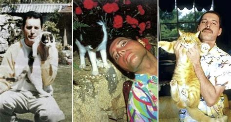 What happened to Freddie Mercury's cats when he passed away? | LoveCATS World