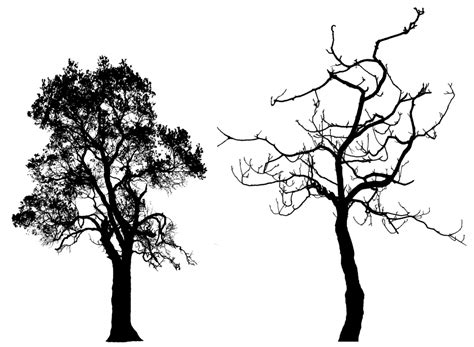 Free Pine Trees Silhouette, Download Free Pine Trees Silhouette png images, Free ClipArts on ...