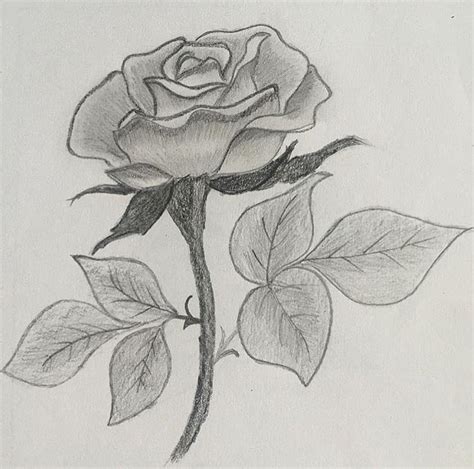 Shaded Rose Drawing by Azraa Khuzema