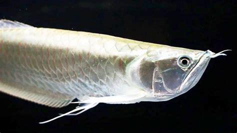 Silver Arowana: Complete, Care, Breeding, Feeding Guide – Fishkeeping Forever