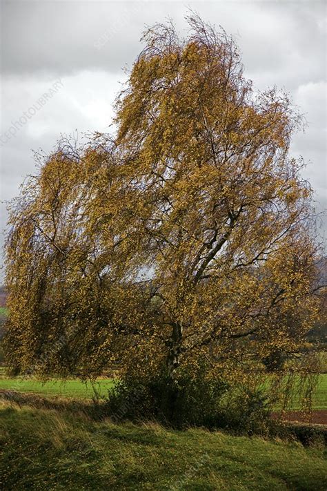 Autumn silver birch tree - Stock Image - C003/6389 - Science Photo Library