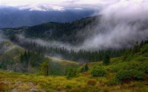 Care este cea mai veche pădure din România? Paduri vechi in Romania