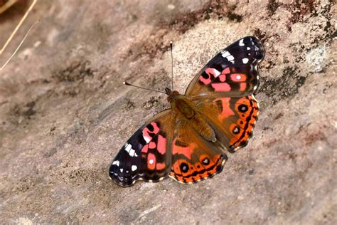 Brazilian Painted Lady, Vanessa brasiliensis. Foto & Bild | world, spezial, natur Bilder auf ...