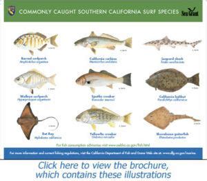 Surf Fishing California – The Top 10 Spots to Cast Your Line for Some Exciting Action. - The ...