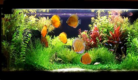 Discus fish Tank | Discus Fish Aquarium | DiscusGuy