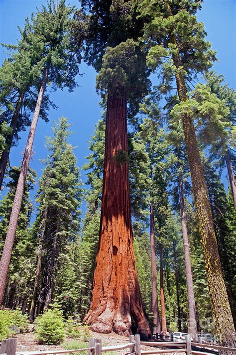 Mariposa Grove Photograph by Cindy Murphy - Fine Art America