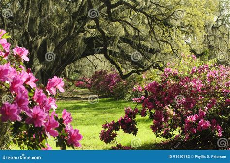 Southern Live Oak Trees in Spring Shade Colorful Azalea Plants. Stock Image - Image of graze ...