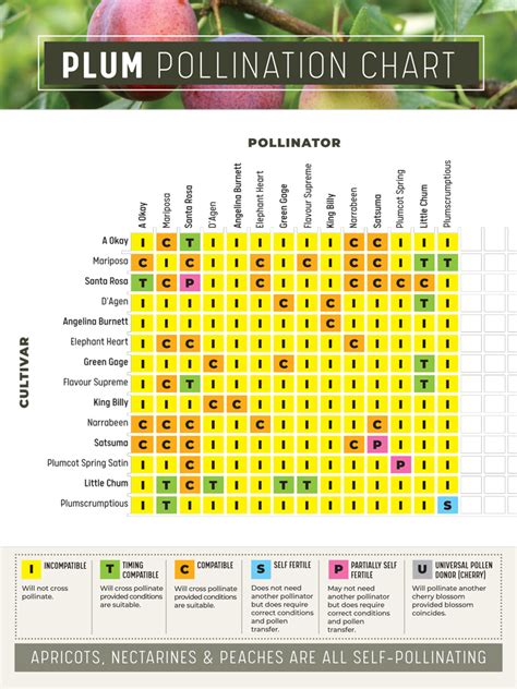 Fruit tree pollination: what goes with what? | Flower Power