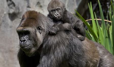 baby gorillas Archives - Animal Fact Guide