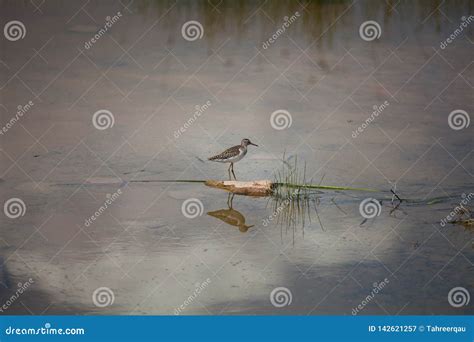 A snipe sitting in lake stock image. Image of lake, igratory - 142621257