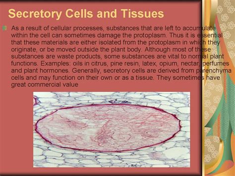 Secretory Cells and Tissues - THE SAIF's WORLD