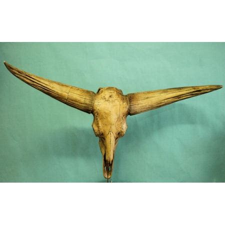 Giant Bison Skull | DINOSAURS ROCK SUPERSTORE | Fossil & Mineral Specimens