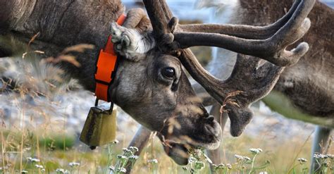 Reindeer Eating Carrots